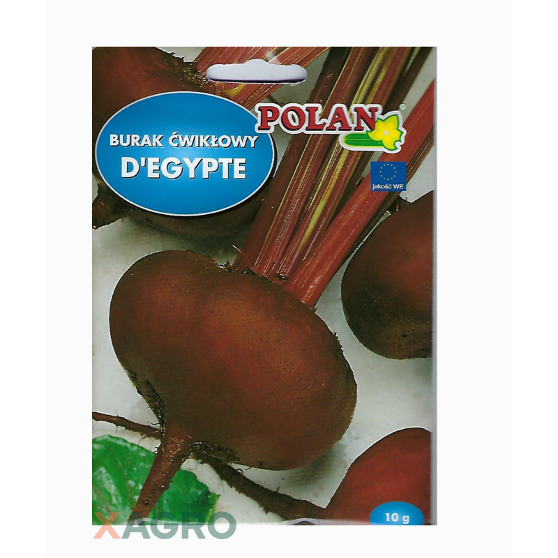 Burak ćwikłowy Egipski