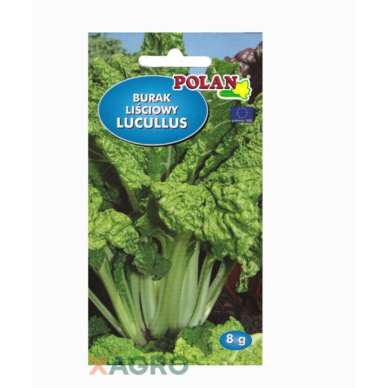 Burak liściowy Lucullus