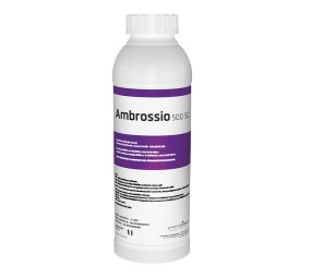 Ambrossio 500 SC
