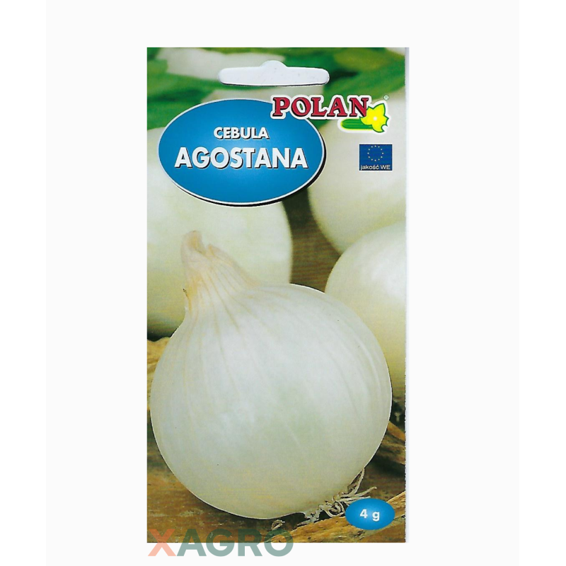 Cebula Agostana