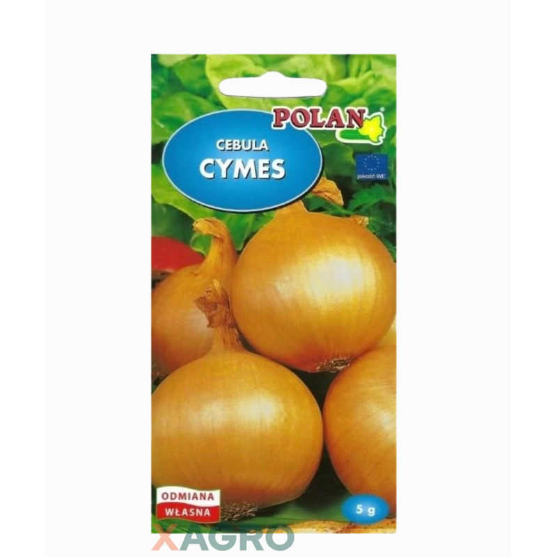 Cebula Cymes
