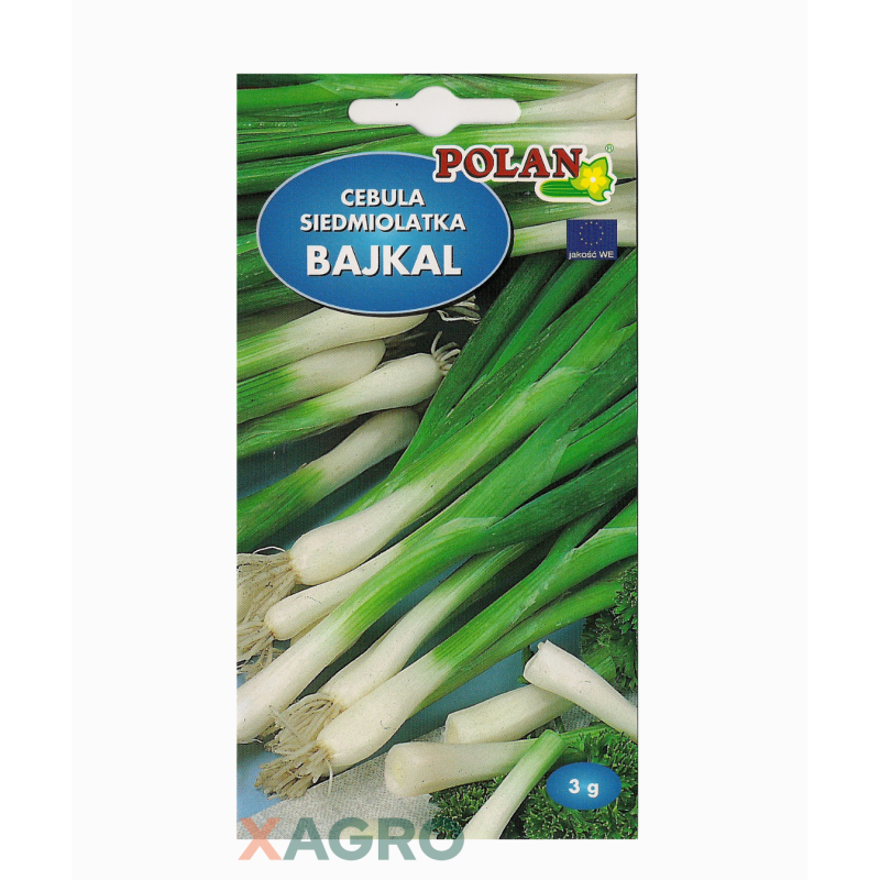 Cebula siedmiolatka Bajkal