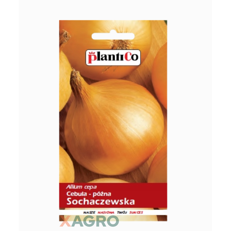 Cebula Sochaczewska