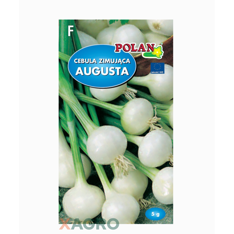 Cebula zimująca Augusta