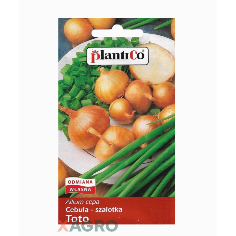 Cebula szalotka Toto