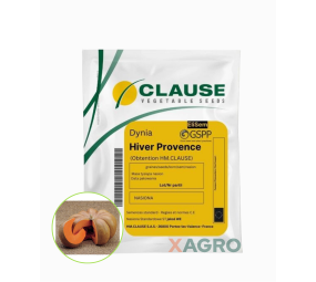 Dynia Hiver Provence