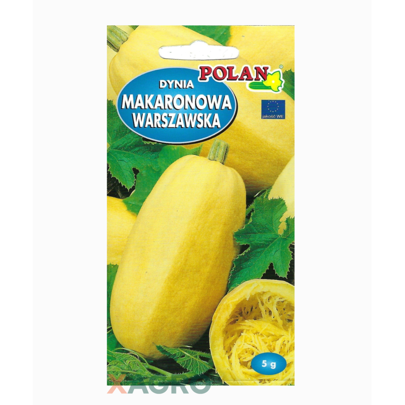Dynia Makaronowa Warszawska