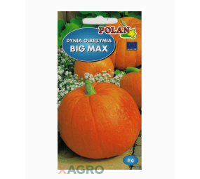 Dynia Olbrzymia Big Max - typ Halloween