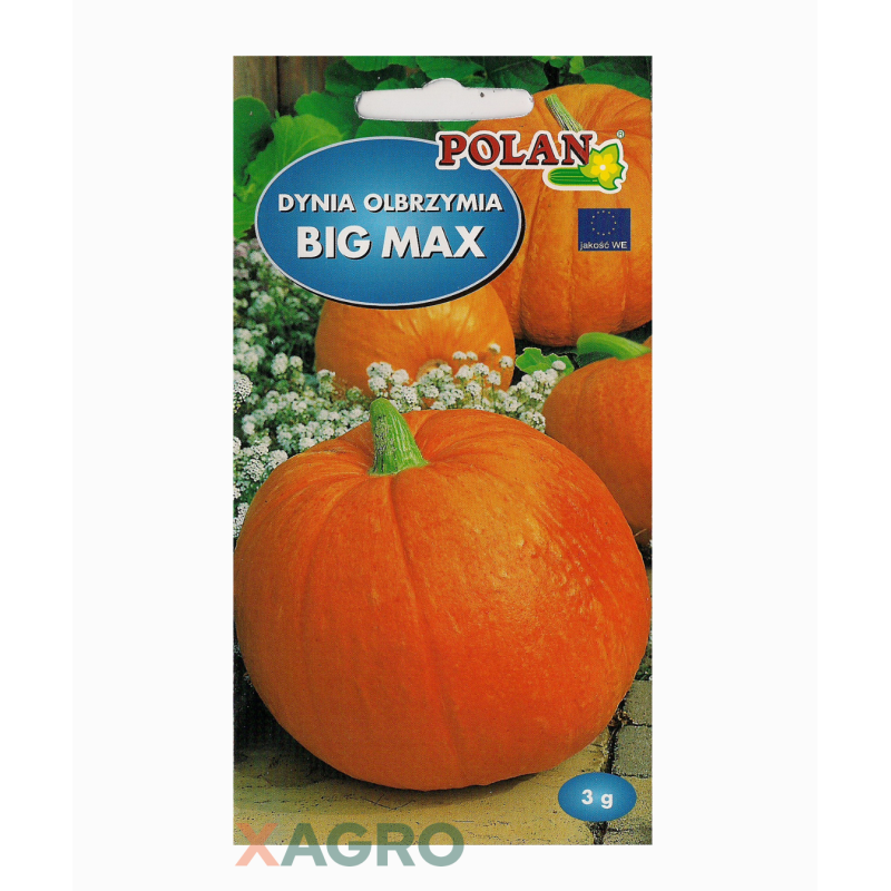 Dynia Olbrzymia Big Max - typ Halloween