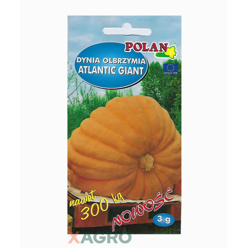 Dynia Olbrzymia Atlantic Giant