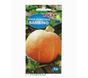 Dynia Olbrzymia Bambino
