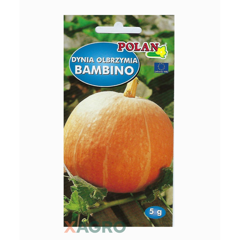 Dynia Olbrzymia Bambino
