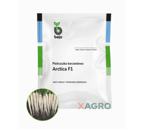Pietruszka korzeniowa Arctica F1 B- Mox