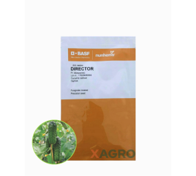 Ogórek gruntowy Director F1