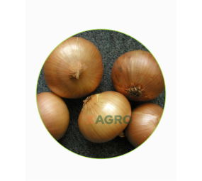 Cebula ozima Augusta Eja