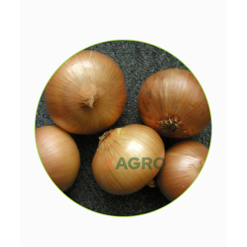 Cebula ozima Augusta Eja