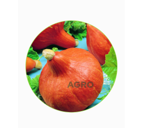 Dynia Hokkaido Orange