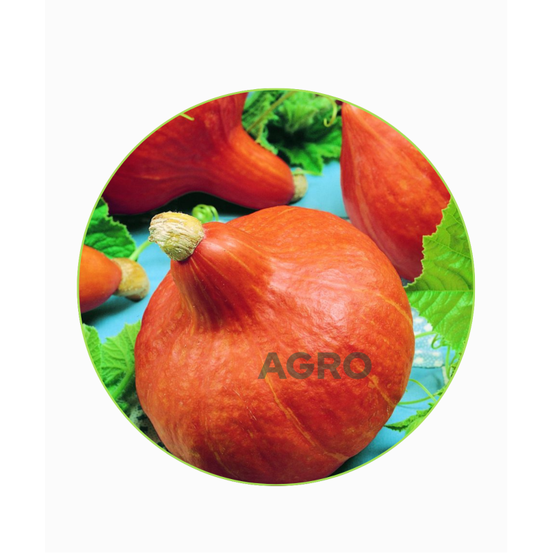 Dynia Hokkaido Orange Eja