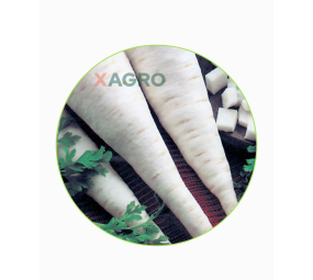 Pietruszka korzeniowa Jadran Semo