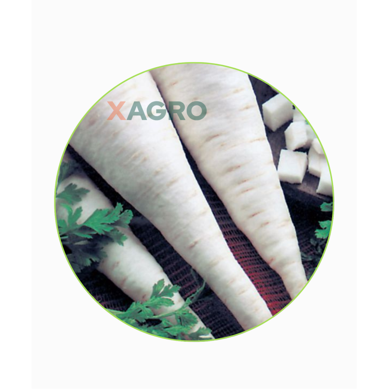 Pietruszka korzeniowa Jadran Semo