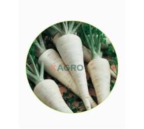 Pietruszka korzeniowa Atika Semo