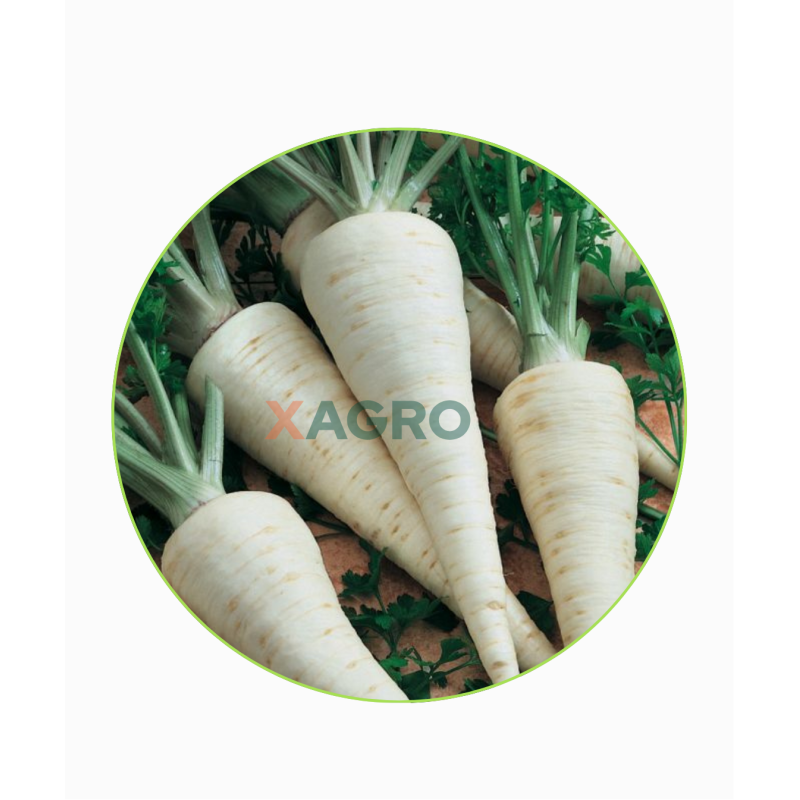 Pietruszka korzeniowa Atika Semo