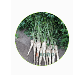 Pietruszka korzeniowa Efez Semo