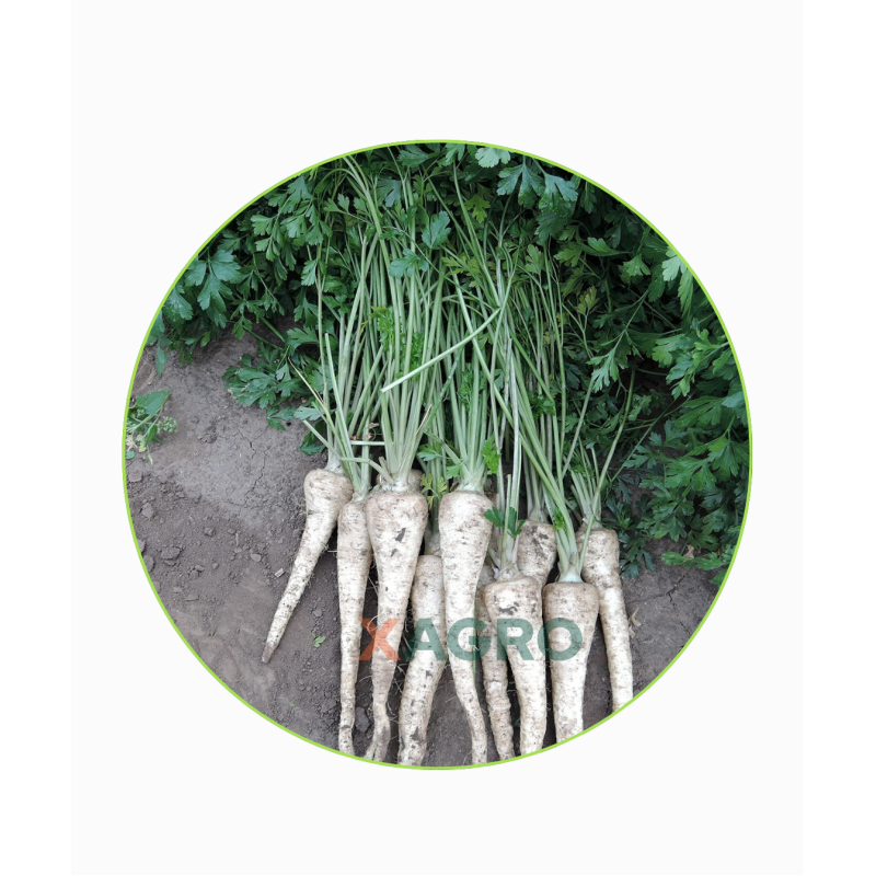 Pietruszka korzeniowa Efez Semo