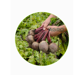 Burak ćwikłowy Rhizu F1 Bejo