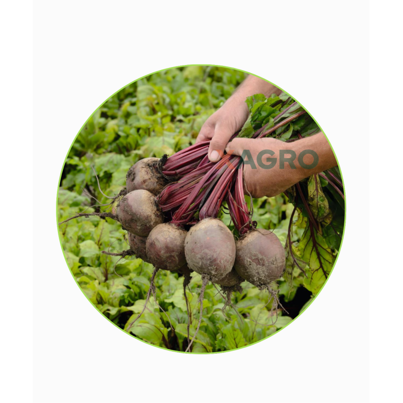 Burak ćwikłowy Rhizu F1 Bejo