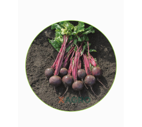 Burak ćwikłowy Bazzu F1 Bejo