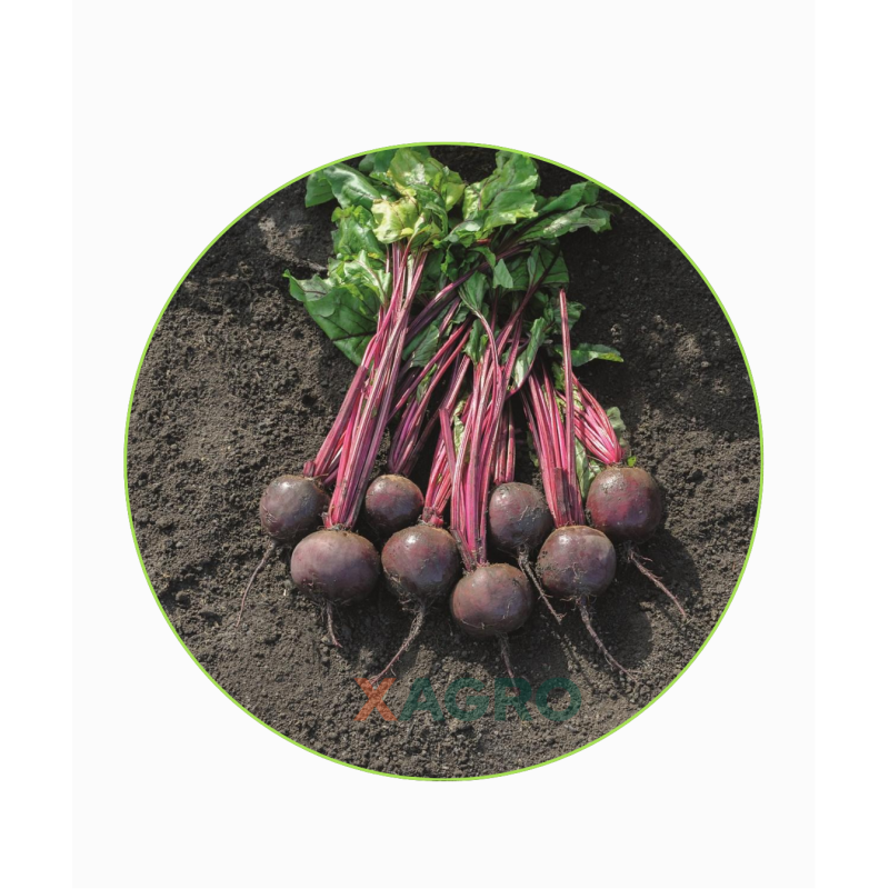 Burak ćwikłowy Bazzu F1 Bejo