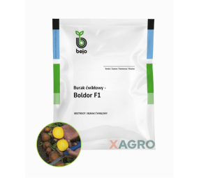 Burak ćwikłowy Boldor F1 Bejo