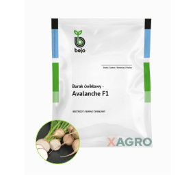 Burak ćwikłowy Avalanche F1 Bejo
