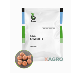 Cebula Crockett F1 Bejo