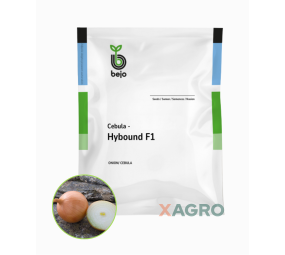 Cebula Hybound F1 Bejo