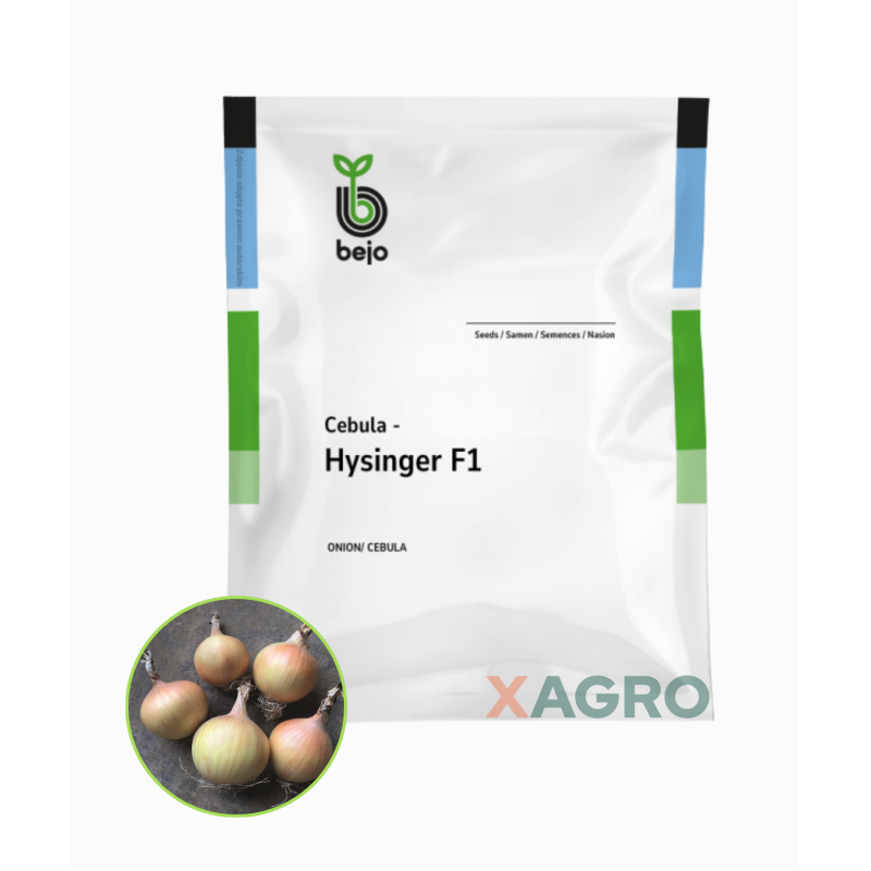 Cebula Hysinger F1 Bejo