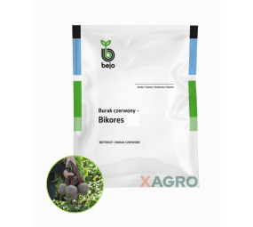 Burak ćwikłowy Bikores Bejo