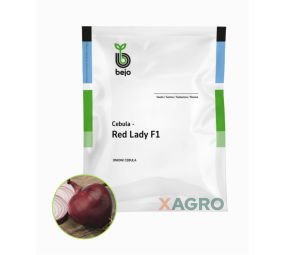 Cebula czerwona Red Lady F1 Bejo