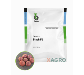 Cebula czerwona Blush F1 Bejo