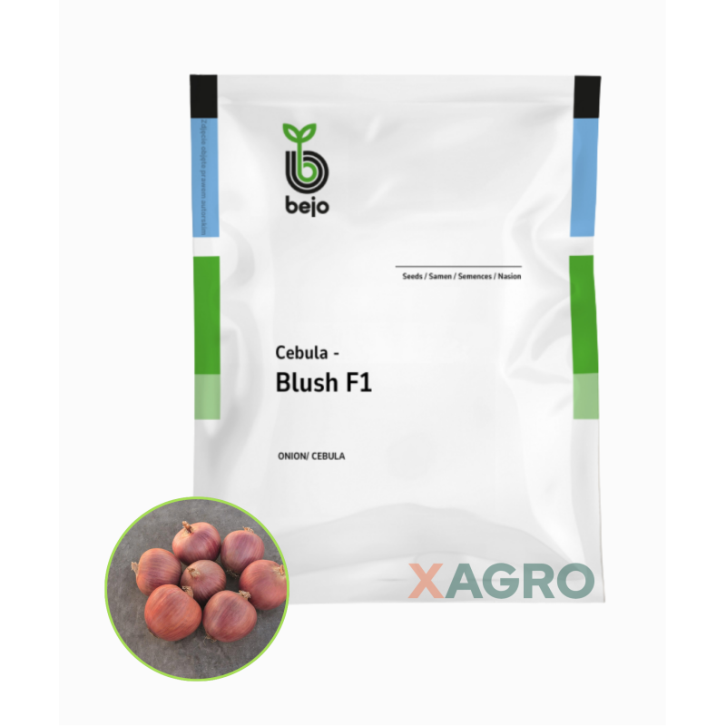 Cebula czerwona Blush F1 Bejo