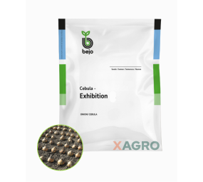 Cebula Exhibition Bejo