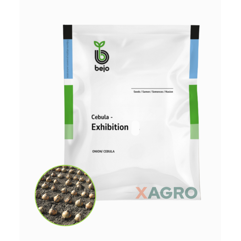 Cebula Exhibition Bejo