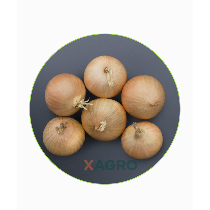 Cebula ozima Bridger F1 Bejo