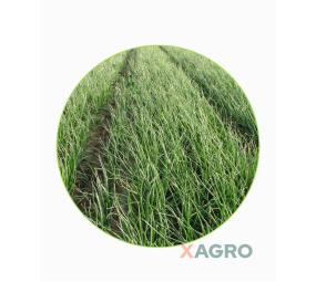 Cebula ozima Tatra F1 (BGS 399) Bejo