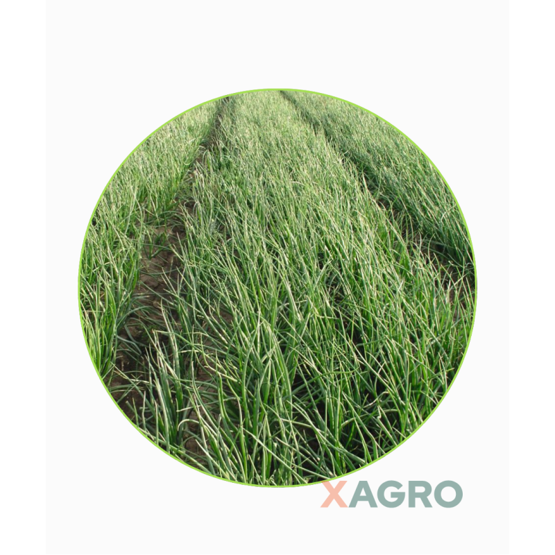 Cebula ozima Tatra F1 (BGS 399) Bejo