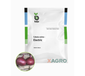 Cebula ozima czerwona Electric Bejo
