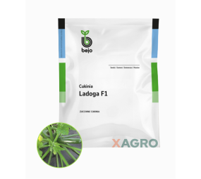 Dynia zwyczajna Cukinia Ladoga F1 Bejo