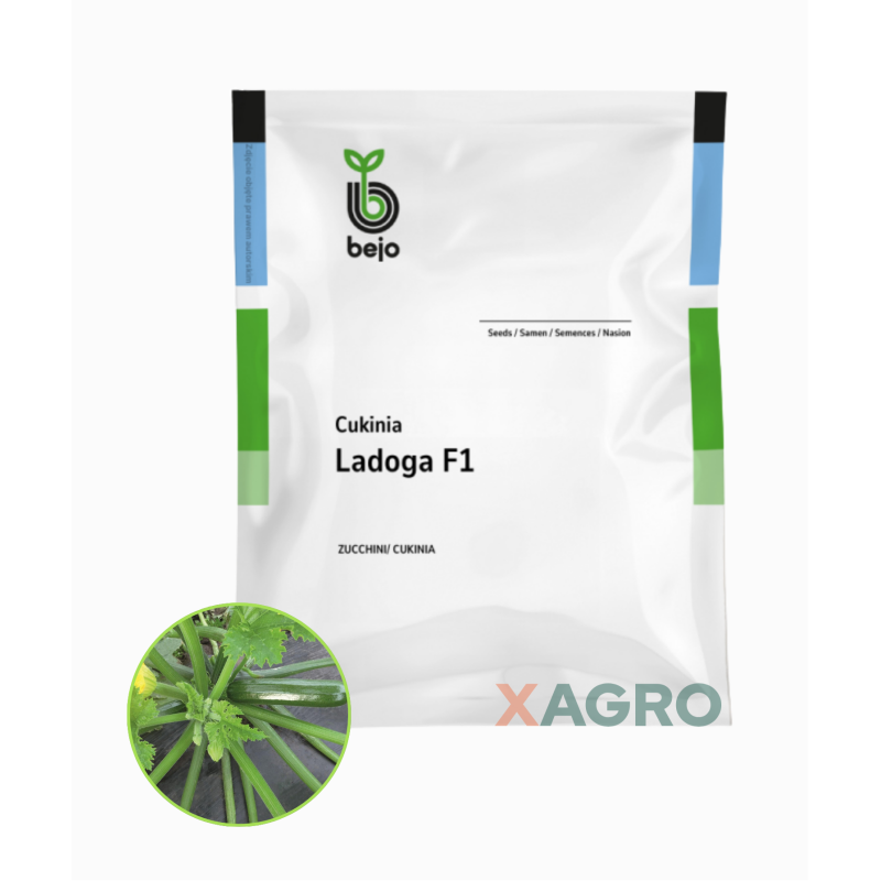 Dynia zwyczajna Cukinia Ladoga F1 Bejo