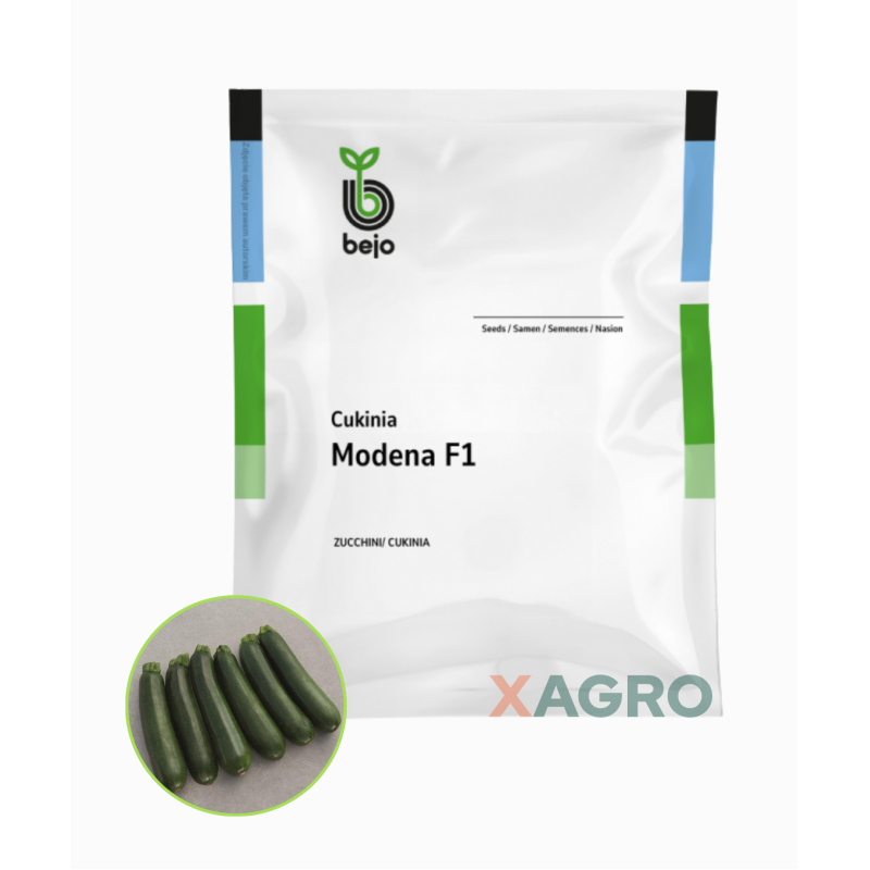 Dynia zwyczajna Cukinia Modena F1 Bejo